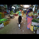 Ein Kalb im Gemüsemarkt von Nellore